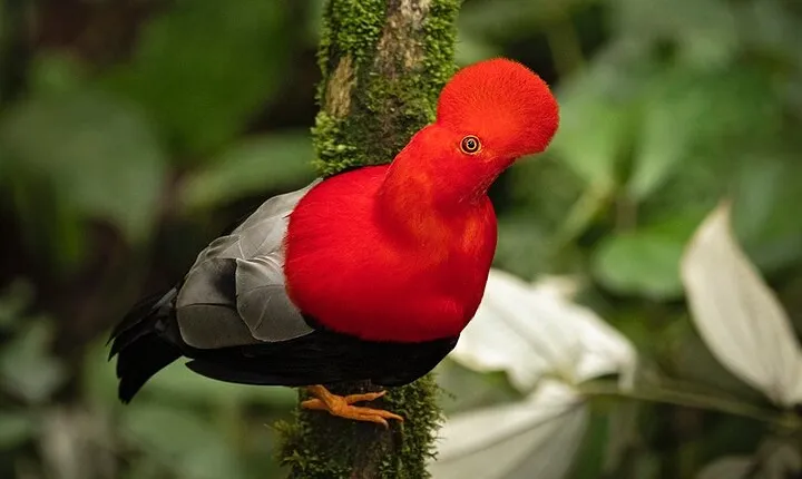MINDO CLOUD FOREST: Nature & Adventure - Flexible Private Day Tour