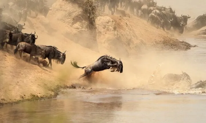 7-Day Private Tour in Uganda and Kenya Safari