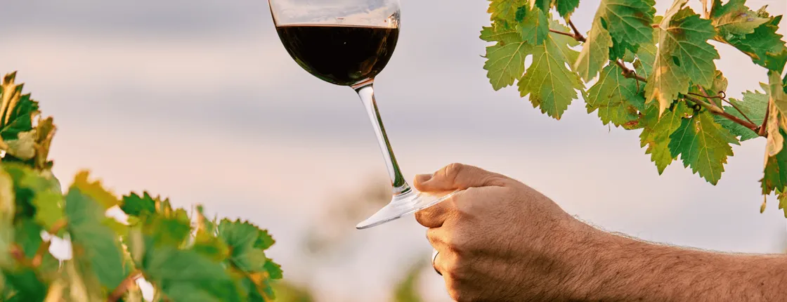 Wine cellar visit and tasting with lunch included in La Rioja
