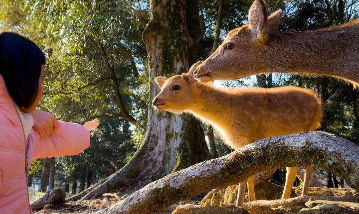 Osaka & Nara in 1-Day by Private Van with Local Japanese Guide