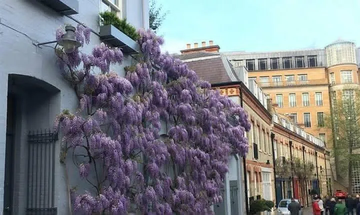 Historic London Pub Walk. A Walk Around Belgravia and Her Amazing Pubs