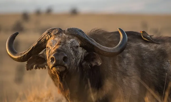 Full Day Private Tour to Arusha National Park