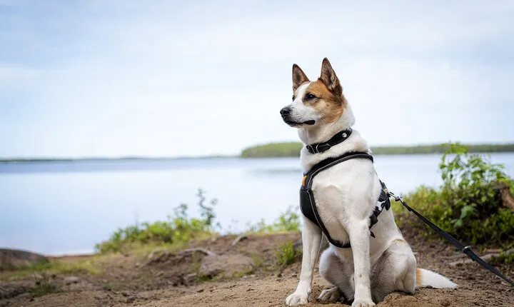 Arctic Hiking with Lappish Dogs
