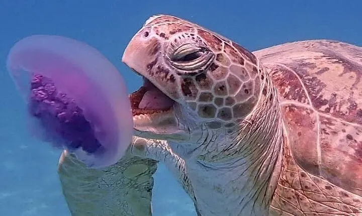 Marsa Mubarak Snorkeling with Turtles and Dugong from Hurghada