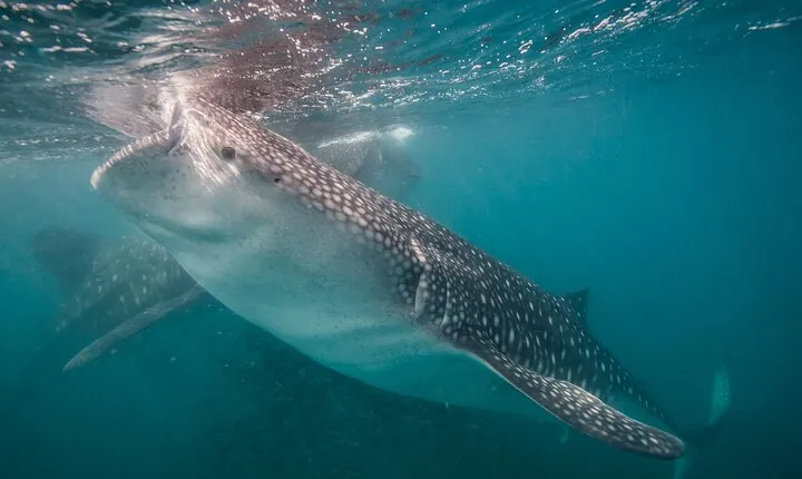 ULTIMATE HIGHLIGHTS TOUR: Whale Sharks, Sea Lions & Beach Lunch