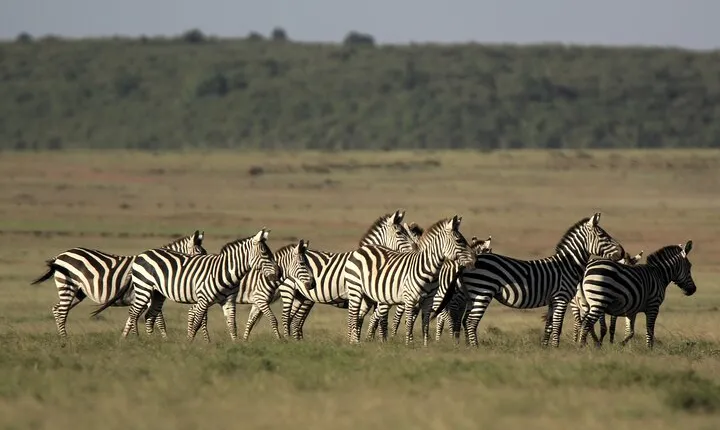 4-Day Masai Mara Luxury Kenya Safari Private Tour
