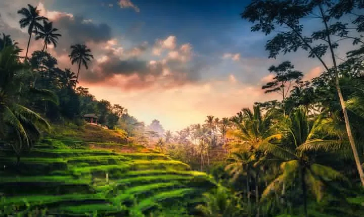 Ubud waterfall, rice terraces, and swing explore