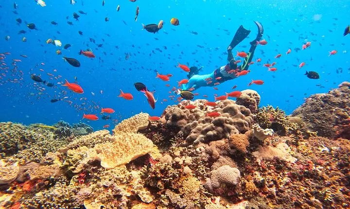 Swim With Manta Rays Snorkeling and Village Tour Lembongan 
