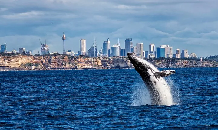 Sydney Harbour Whale Watching Explorer Cruise