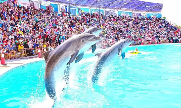 Dolphin show in Sharm