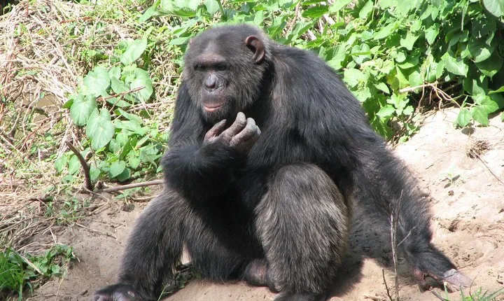 Full-Day Ol Pejeta Conservancy and Chimpanzee Sanctuary Tour from Nairobi