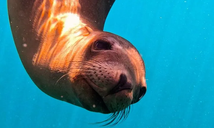 Sea-fari Full Day Adventure Snorkel Freedive 