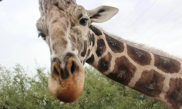 Out of Africa Wildlife Park Admission Ticket