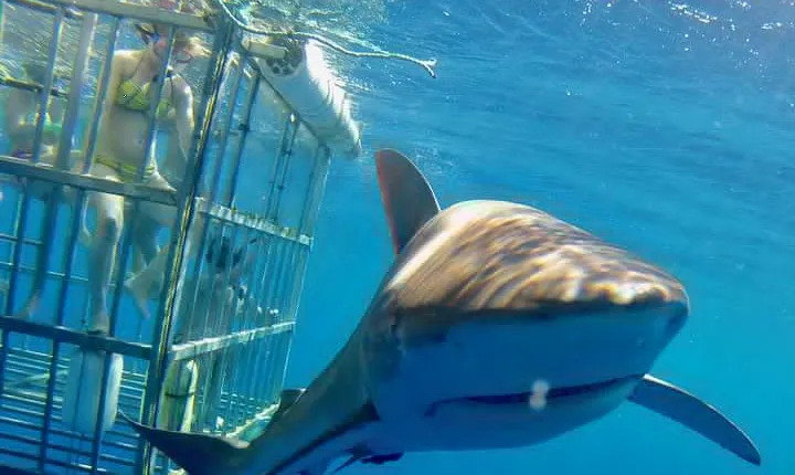 Oahu Shark Dive