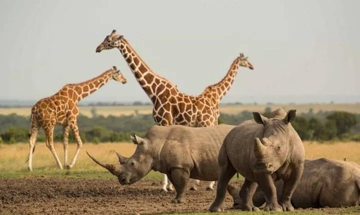 1 Day Olpajeta Conservancy From Nairobi (minimum 2 Pax)