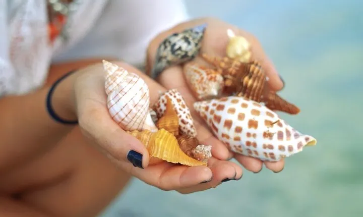 4 Hour Kice Island Shelling Trip