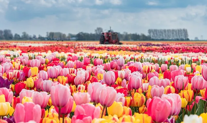 Skip the line Keukenhof Gardens, Tulips Tour from Amsterdam
