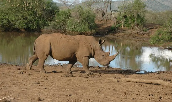 Day Tour: Arusha National Park