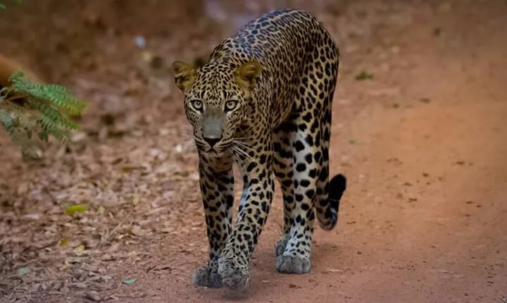 All inclusive leopard safari Wilpattu with guide