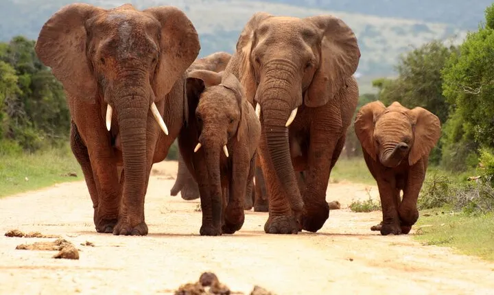 Pilanesberg National Park Safari in Open Vehicle from Johannesburg