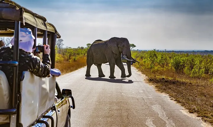 Pilanesberg Safari Tour from Johannesburg.