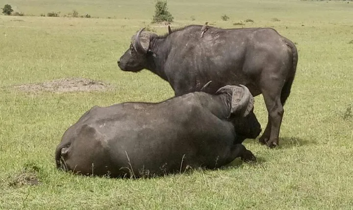 5 Days Kenya Adventurous Safari