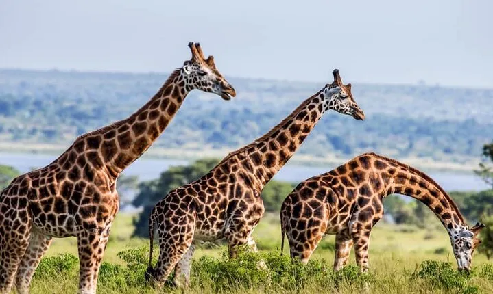 3 Days Murchison Falls NP Safari