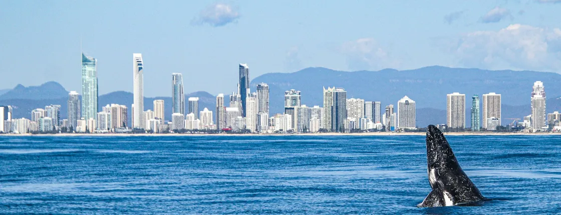 Gold Coast whale watching cruise parting from Surfers Paradise