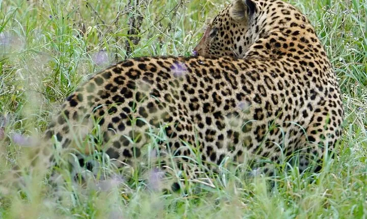 4 Days Private Tour Tarangire Crater and Serengeti