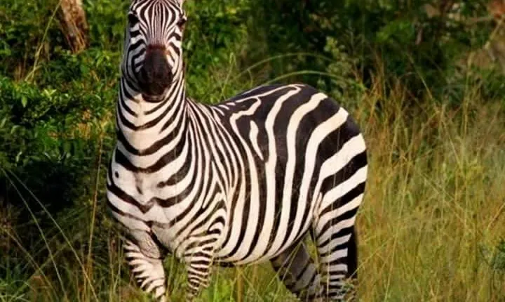 4 Day lake Mburo wildlife, boat, and cultural safari