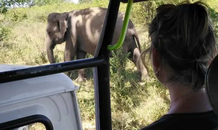 A Udawalawa Park safari, Tour from Colombo/Galle- (All inclusive)