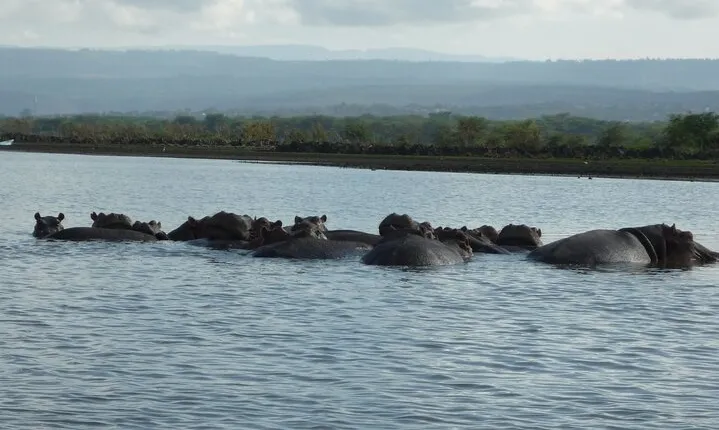 5 Days Safari to Amboseli N/P, Lake Naivasha, Maasai Mara N/R.
