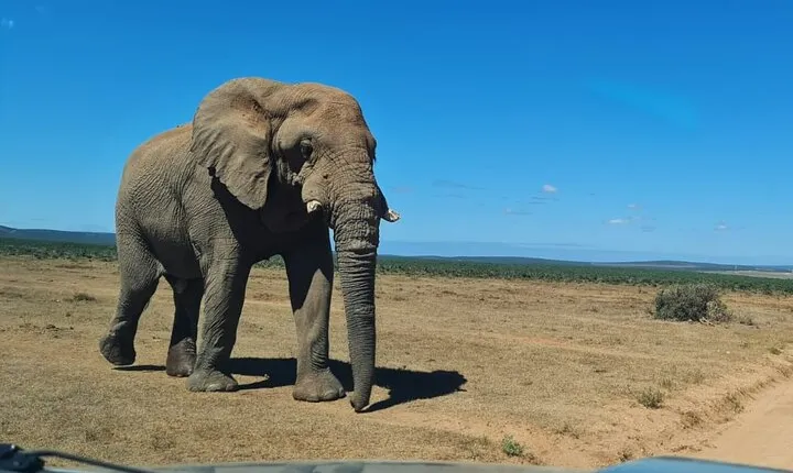 Addo Elephant National Park Full Day Private Tour