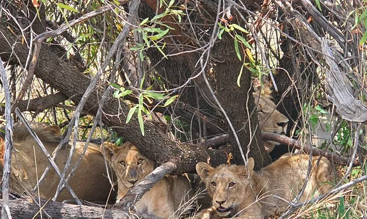 Full Day Safari from Johannesburg - Pilanesberg Nature Reserve