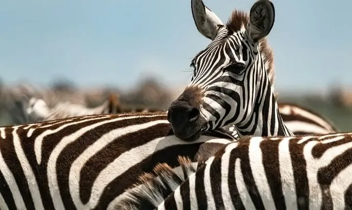 Tarangire National Park Day Tour