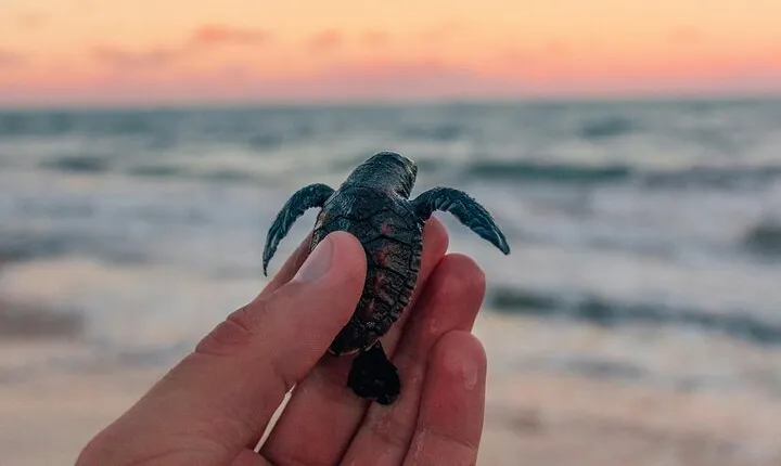 Bali Horse Riding and Turtle Release at Saba Beach