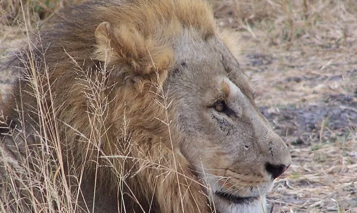 17 Days Buffalo Track Botswana Private Tour