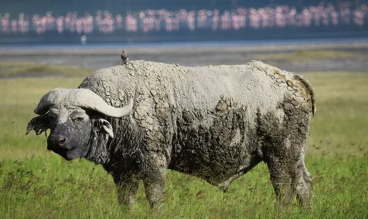 5 Days Mid Range Safari in Tanzania Tarangire and Serengeti