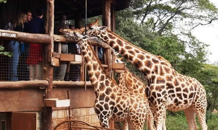 Karen Blixen Museum & Giraffe Centre Half day tour