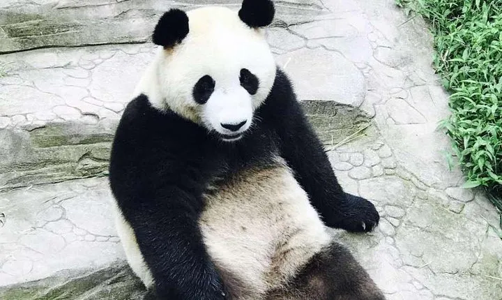 Private Panda Tour with Kungfu Tea Course One-day Trip