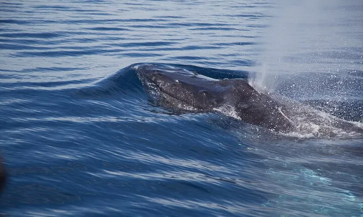 Whale Watching in San Jose del Cabo