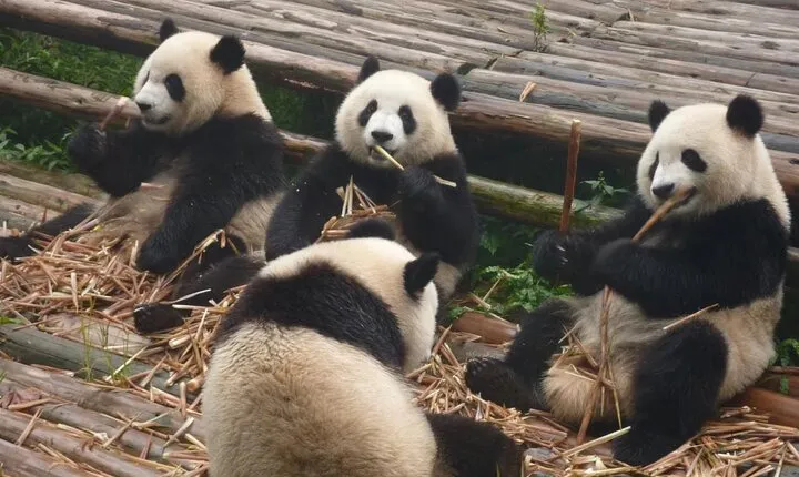 Chengdu Panda Research Base Tickets And Optional Private Tour