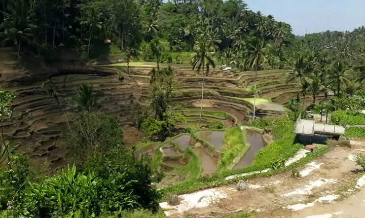 Private tour in Ubud country side