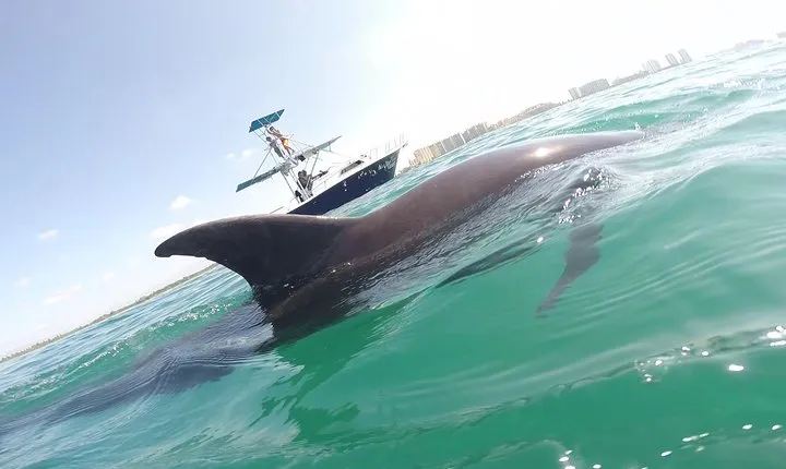 Private Wild Dolphin Encounter in Puerto Vallarta