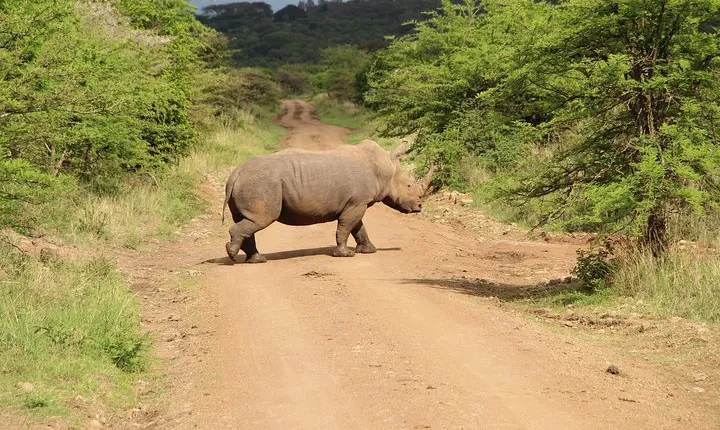Nairobi National Park Private Safari