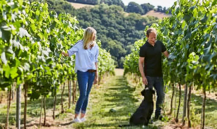 1.5-Hour Swanaford Vineyard Tour And Tasting Experience
