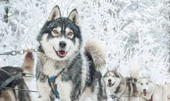 Experience Husky Safari from Rovaniemi 