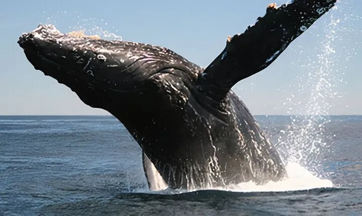Cabo San Lucas Whale Watching Tour All Included