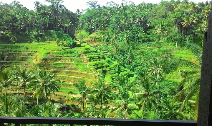 Monkey Forest, Ubud, Waterfall and Rice Terrace