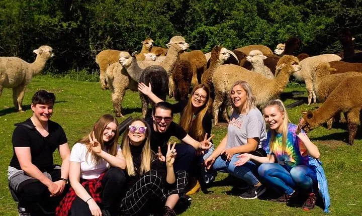 2-Hour Alpaca Farm Experience in Kenilworth